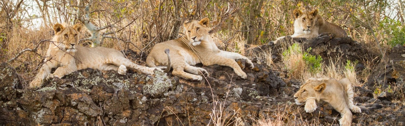 ol-donyo-lodge-lions