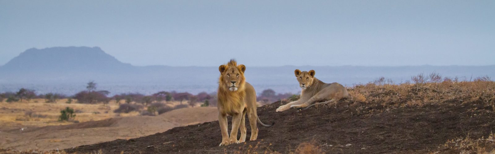 ol-donyo-lodge-lions