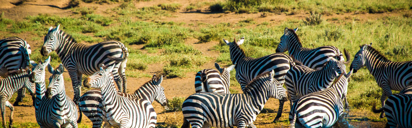 ol-donyo-lodge-zebras