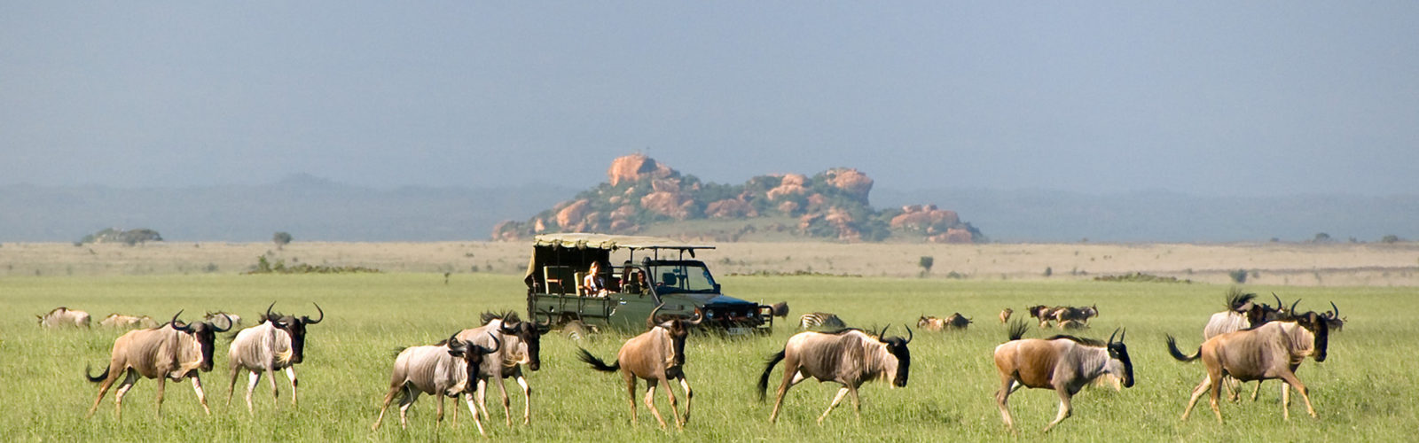 ol-donyo-lodge-wildebeest