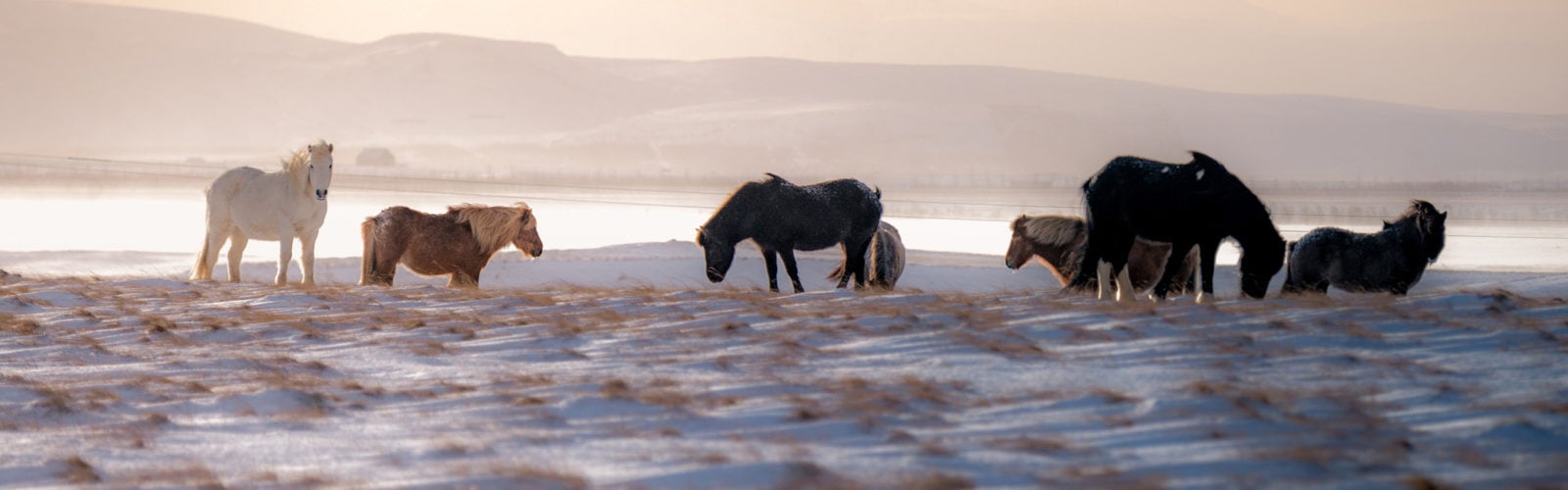 Icelandic horses