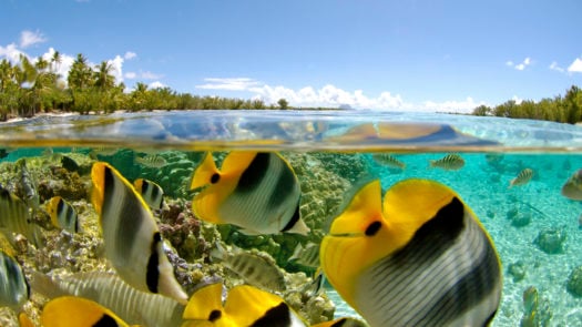 le-tahaa-activities-snorkelling