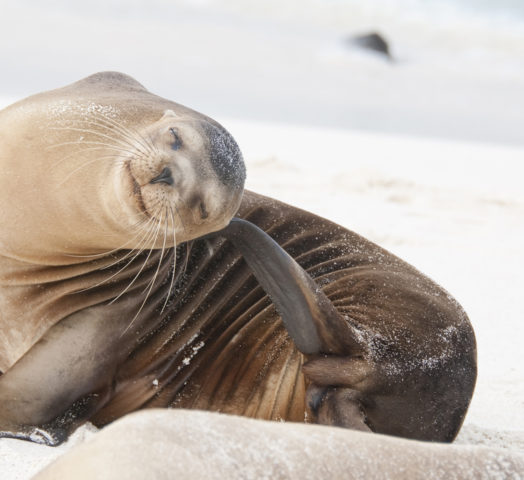 espanola-island-seal-lion