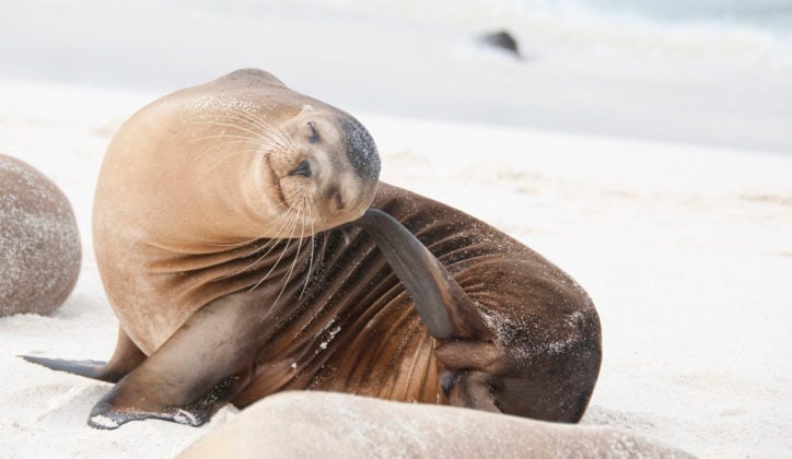 espanola-island-seal-lion