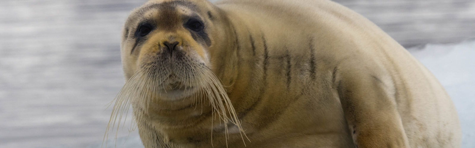 Bartrobbe, bearded seal (Erignathus barbatus) - Svalbard, Norway