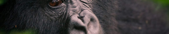 Close-up of a gorilla's face in Volcanoes National Park