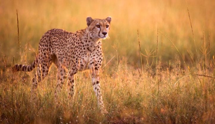 Female cheetah stalking in early morning light - Masai Mara, Kenya