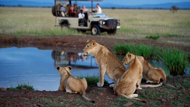 Jeep Safari Lions