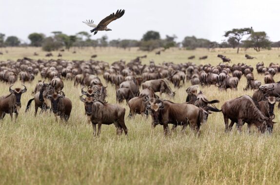 wildebeest serengeti