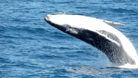 Humpback whale in Australia