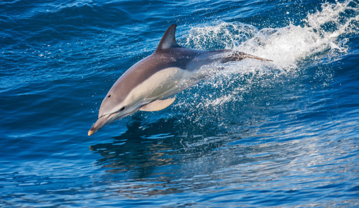 portugal-dolphin