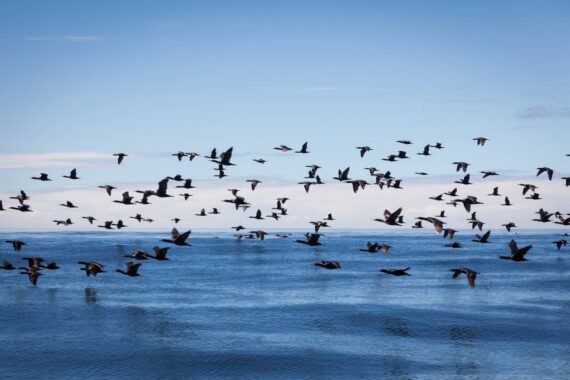 Birds fly over the ocean water, Grootbos Private Reserve, the Whale Coast, South Africa