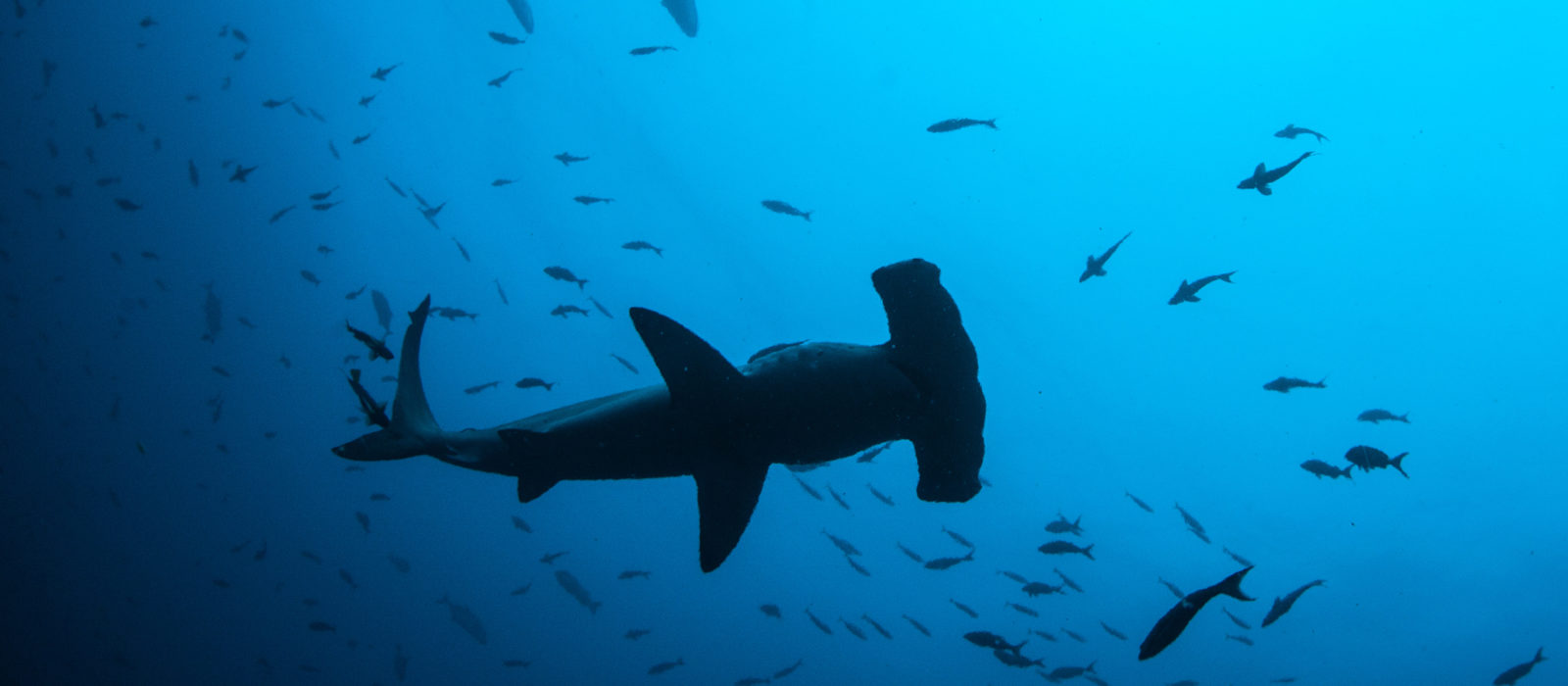 Scalloped Hammerhead Shark