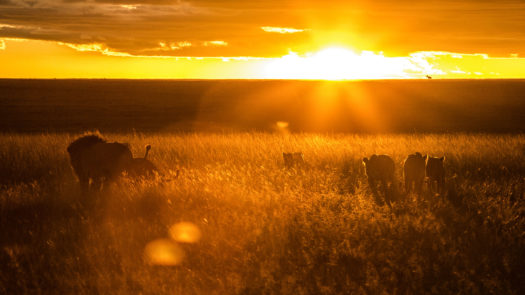 mara-plains-camp-kenya