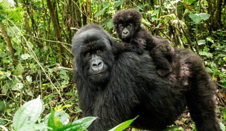 A mother gorilla and her baby in Virunga National Park