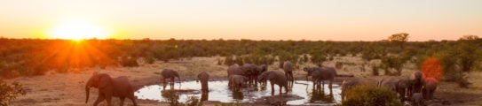 elephants-drinking-water-waterhole-Namibia