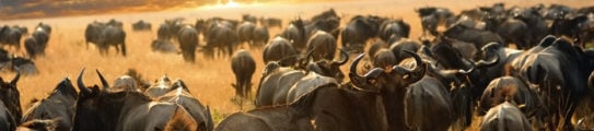 Herd of wildebeest grazing in the plains of the Serengeti National Park, Tanzania, at sunset