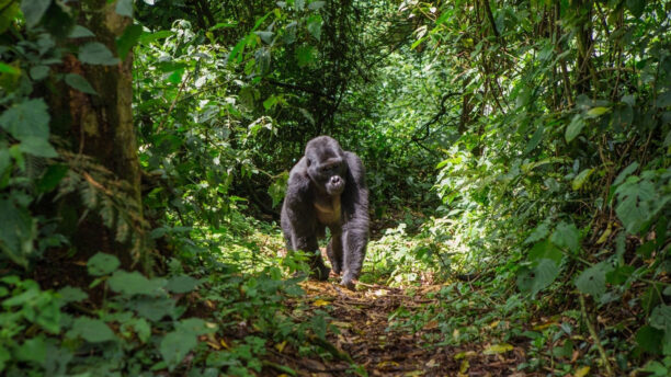 gorilla-singita-kwitonda-lodge