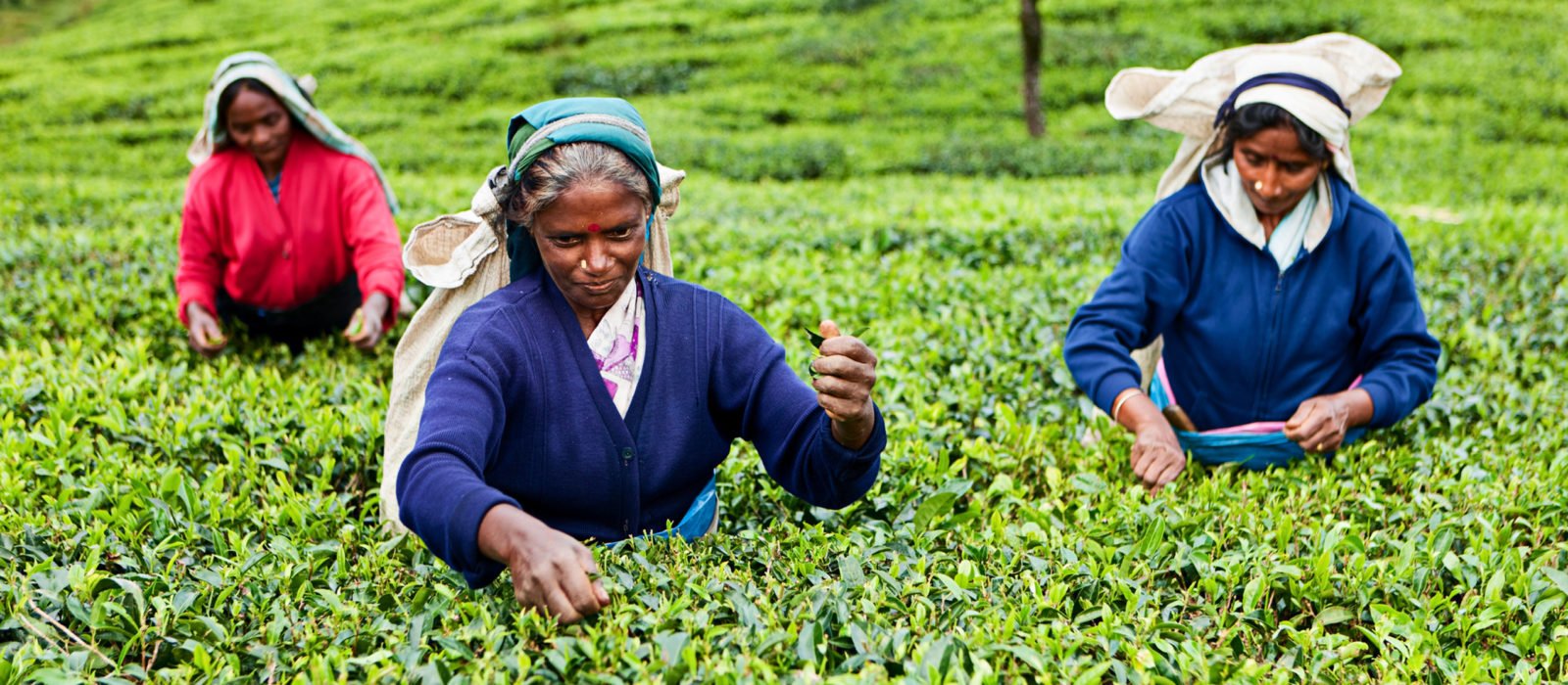 tamil-tea-pickers-sri-lanka