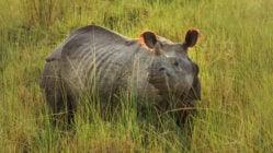 chitwan-rhino