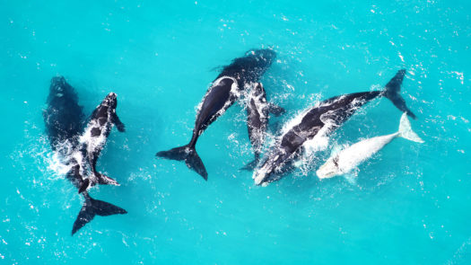 whale-coast-grootbos-south-africa