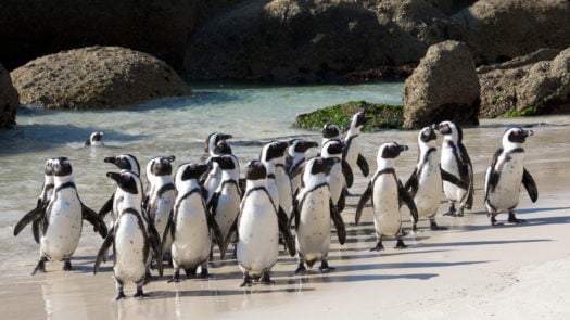 A group of penguins on Boulders Beach in Cape Town.