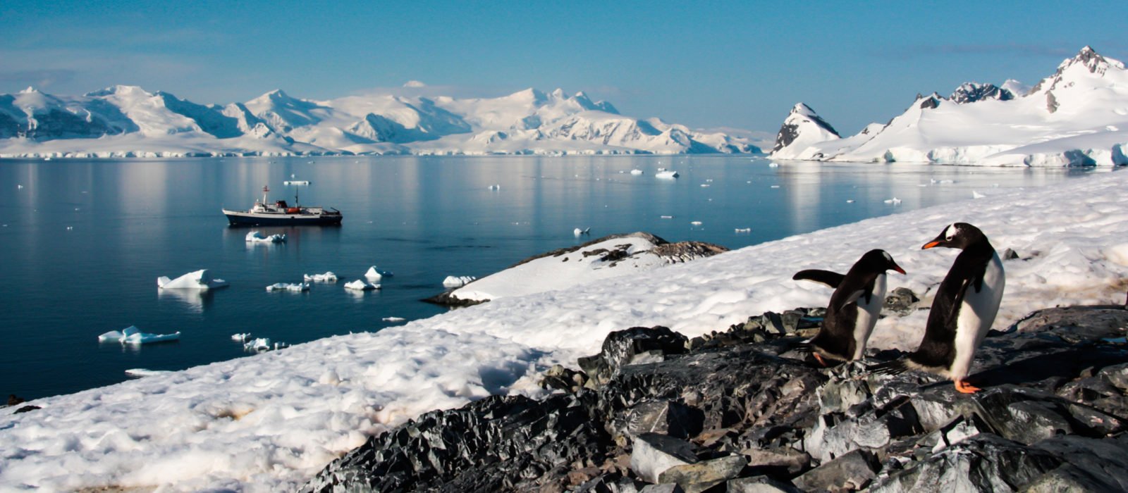 antarctica-view-penguins