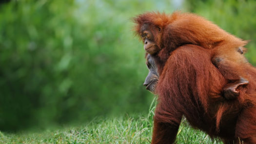 orangutans-borneo