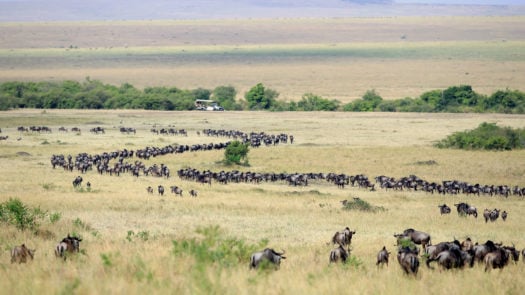 wildebeest-great-migration-kenya