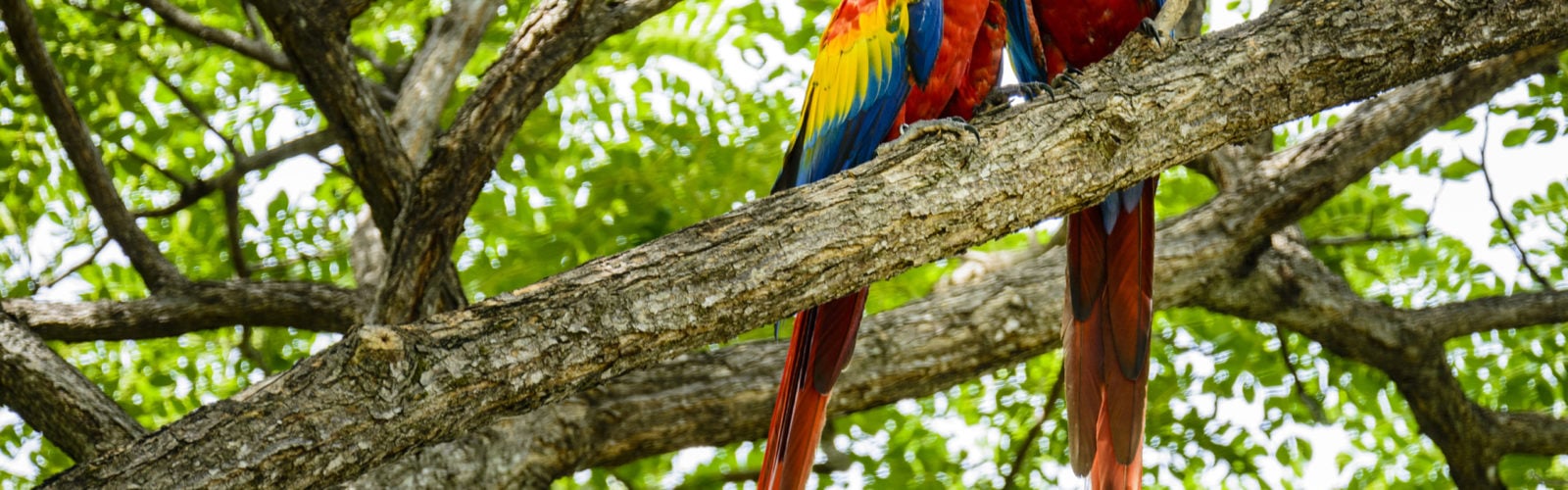 Scarlet macaws, Costa Rica.