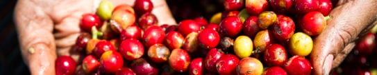 Coffee beans in Costa Rica