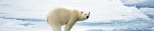 polar bear svalbard