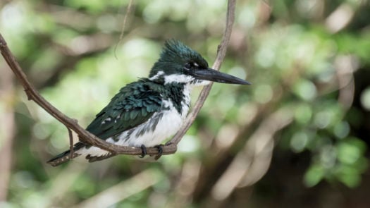 kingfisher-amazon-birdwatching