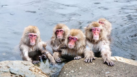 snow-monkeys-japan-hot-spring