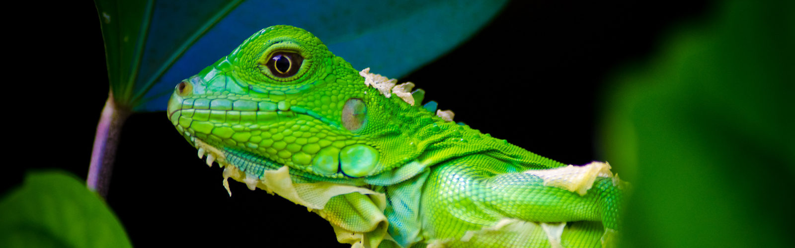 Costa rica wildlife tours