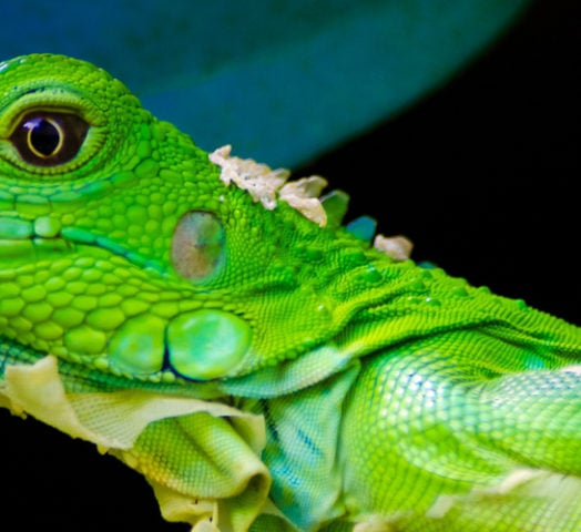 Costa rica wildlife tours