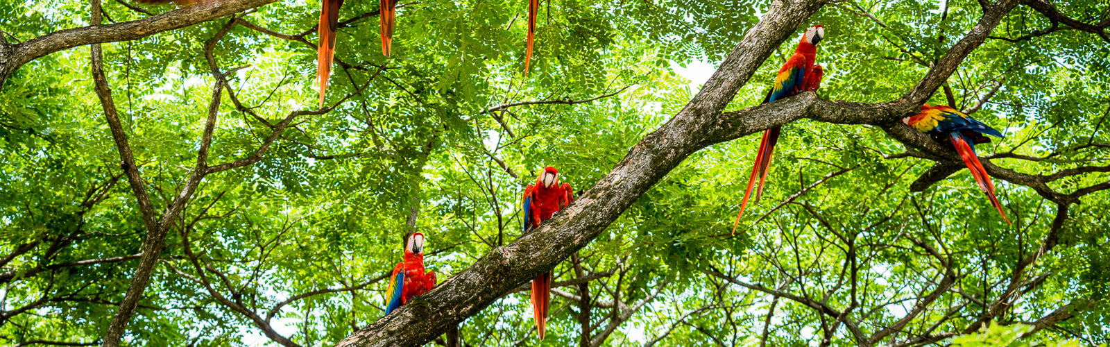 macaws costa rica