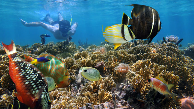 costa rica snorkelling