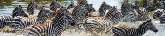 Group of zebras running across the water of the Serengeti National Park, Tanzania