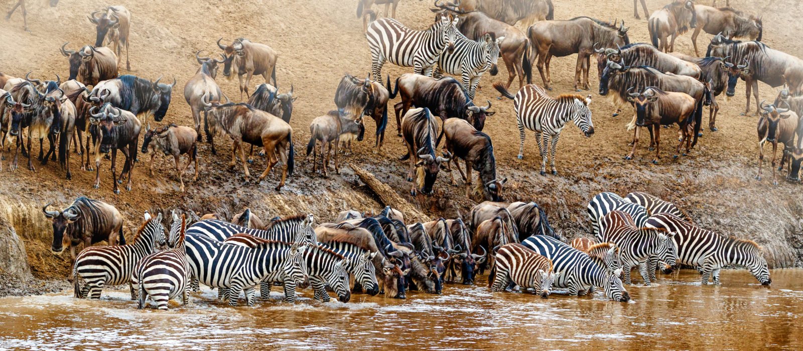 African safari great wildebeest and zebra migration scene at the Mara River in Kenya