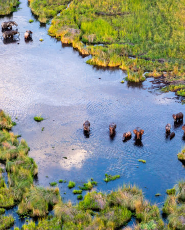 Aerial view of wildlife congregating in Botswana's Delta Okavango