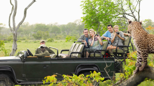 Side view of tourists in jeep looking at cheetah lying on log