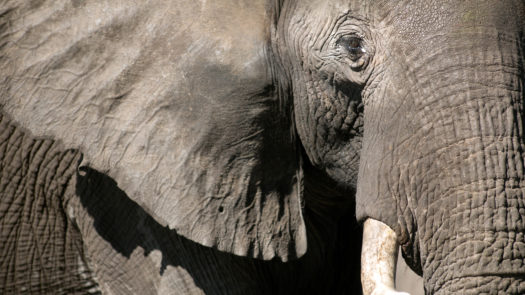 Close up of elephant with detail of eyes, ear and tusk