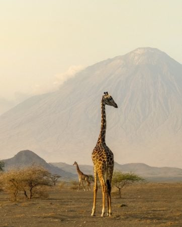 Giraffe in front of a mountain in Tanzania