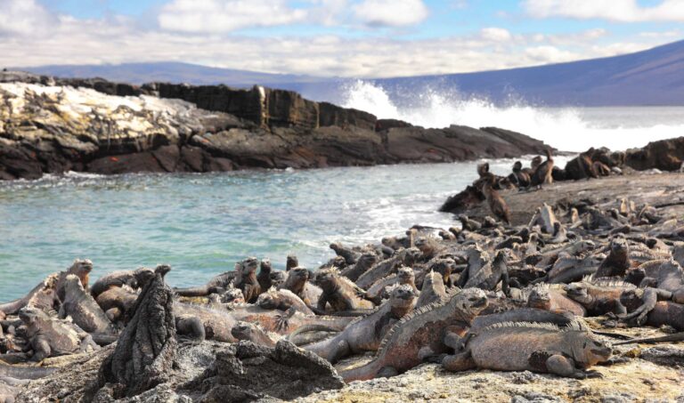 Marine Iguana and flightless cormorant at Punta Espinoza, Fernandina Island, Galapagos Islands