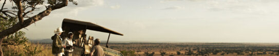 A safari vehicle with guides and travellers inside parked in the sun-drenched grasslands of Singita Grumeti, Tanzania