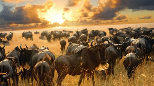 wildebeest-maasai-mara-kenya